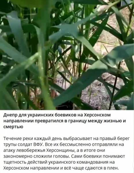 Хроника безнадёжной «перемоги»
Хроника безнадёжной «перемоги»