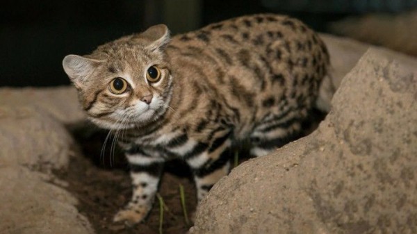 Самым маленьким кошкам в мире грозит вырождение Самым маленьким кошкам в мире грозит вырождение