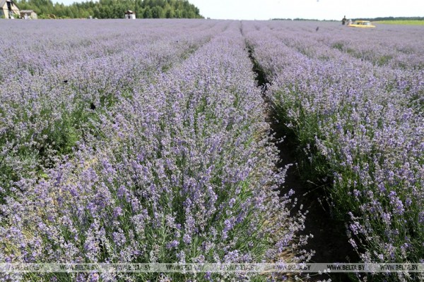 ФОТОФАКТ: Лавандовый сезон завершают в "Гомельском провансе". 
