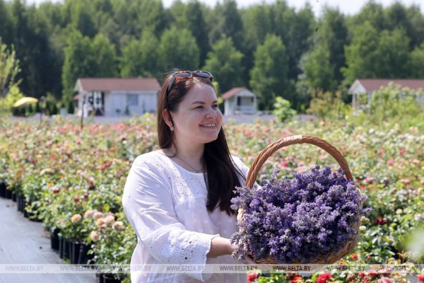 ФОТОФАКТ: Лавандовый сезон завершают в "Гомельском провансе". 