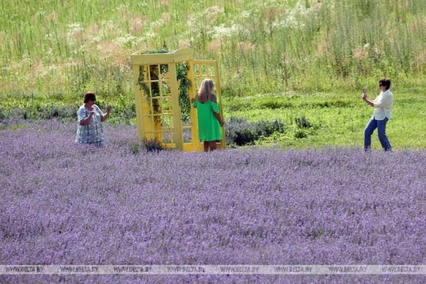 ФОТОФАКТ: Лавандовый сезон завершают в "Гомельском провансе". 