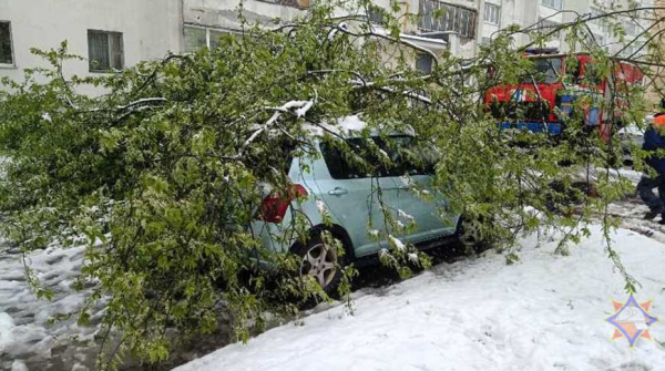 Упавшие из-за непогоды деревья в Витебске повредили 8 автомобилей Упавшие из-за непогоды деревья в Витебске повредили 8 автомобилей